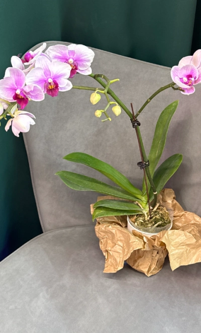 Фаленопсис « Светло - розовая»