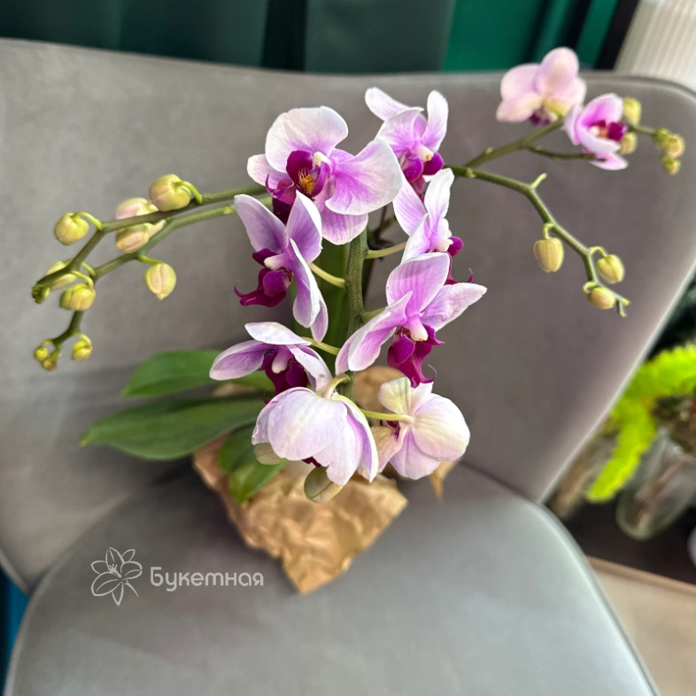 Фаленопсис &laquo; Светло - розовая&raquo;