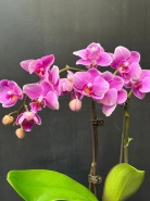 Фаленопсис 1