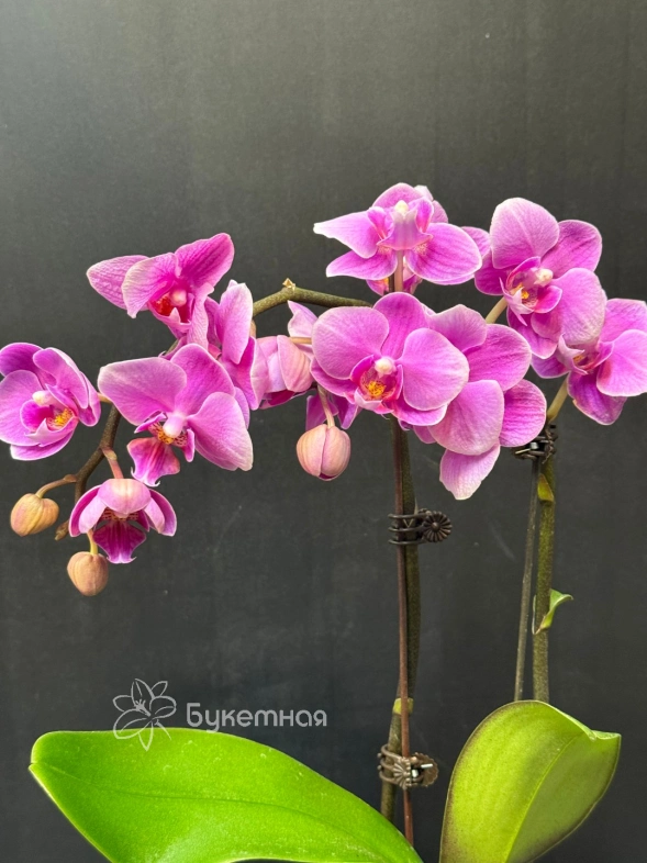 Фаленопсис