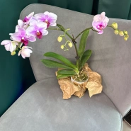 Фаленопсис &laquo; Светло - розовая&raquo; 2