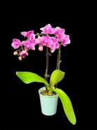 Фаленопсис 0