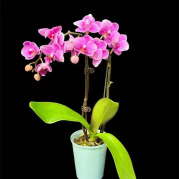Фаленопсис