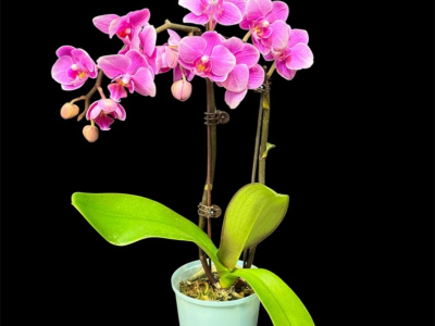 Фаленопсис