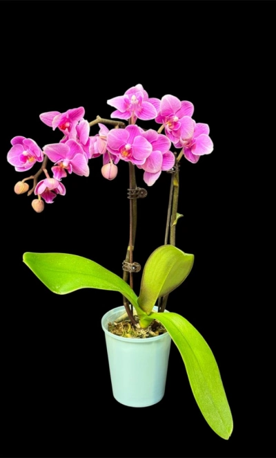 Фаленопсис