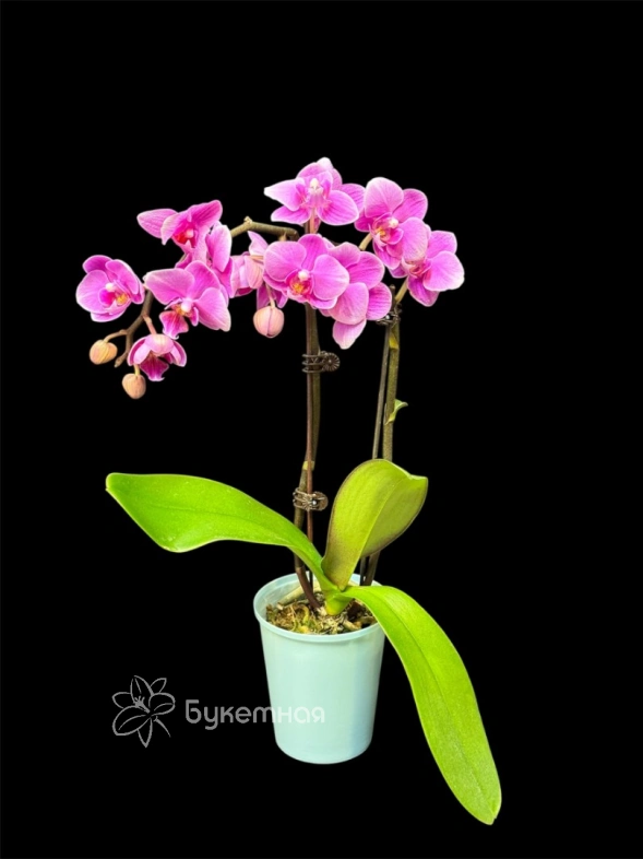 Фаленопсис