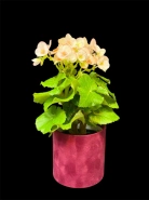 Бегония "Лученец" 0