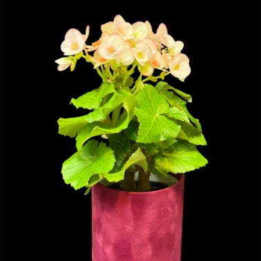 Бегония «Лученец»