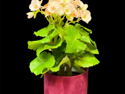 Бегония «Лученец»