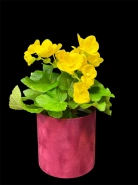 Бегония "Еллоу" 0