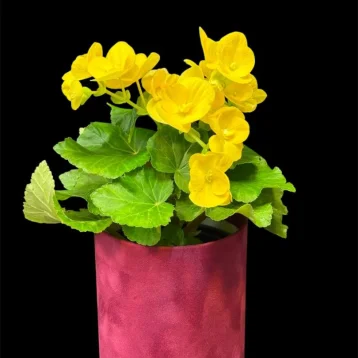 Бегония «Еллоу»