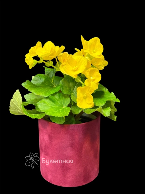 Бегония "Еллоу"