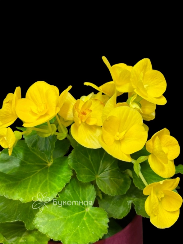 Бегония "Еллоу"