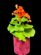 Бегония "Салмон" 0