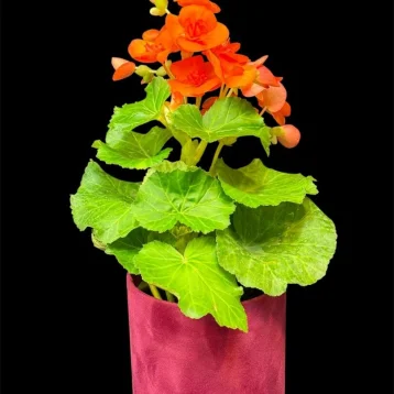 Бегония «Салмон»