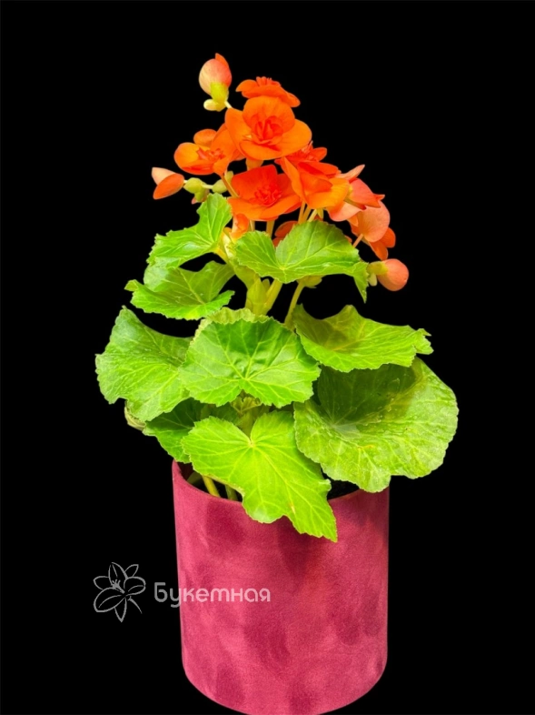 Бегония "Салмон"