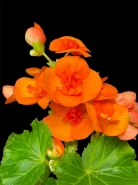 Бегония "Салмон" 1