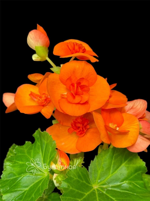 Бегония "Салмон"