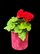 Бегония Ред Грандифлора 0