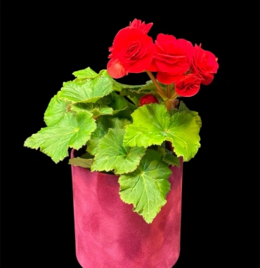 Бегония Ред Грандифлора