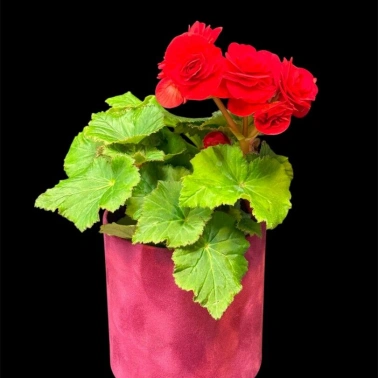 Бегония Ред Грандифлора