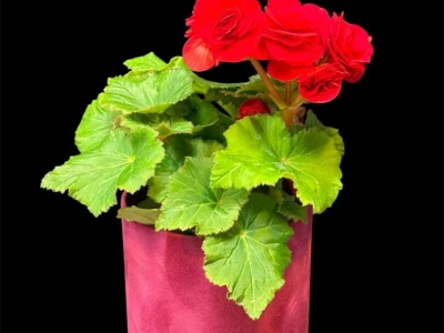 Бегония Ред Грандифлора