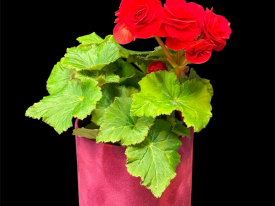 Бегония Ред Грандифлора