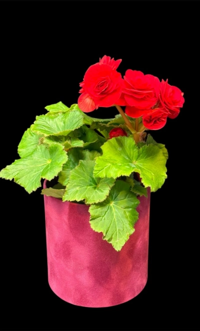 Бегония Ред Грандифлора