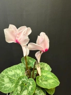 Альпийский цикламен 1