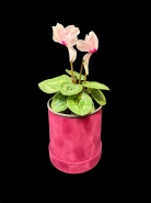 Альпийский цикламен 0