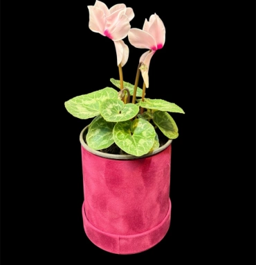 Альпийский цикламен