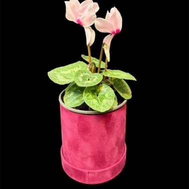 Альпийский цикламен