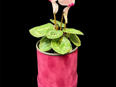 Альпийский цикламен