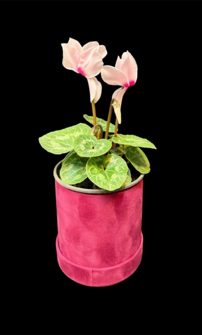 Альпийский цикламен