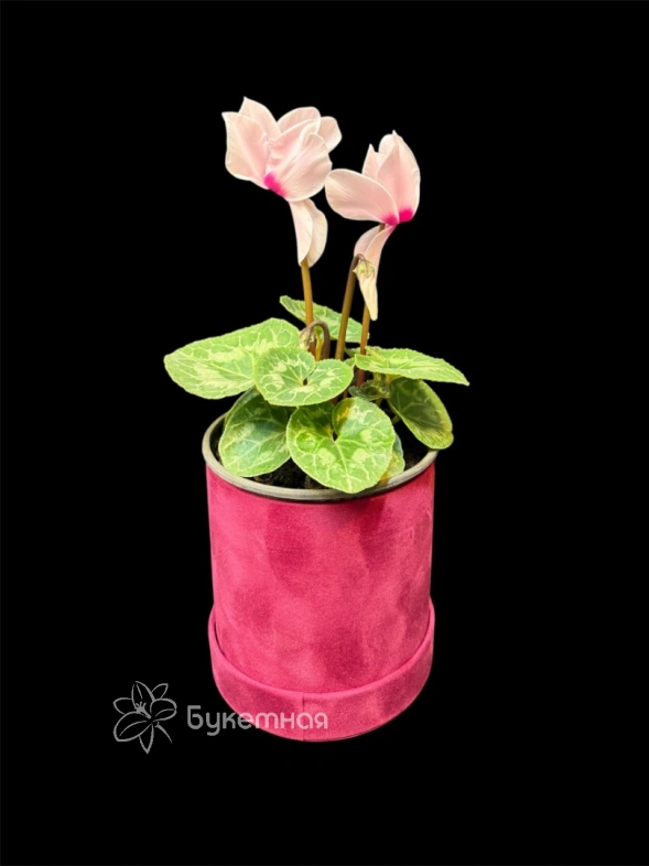 Альпийский цикламен