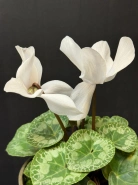 Цикламен Album 1