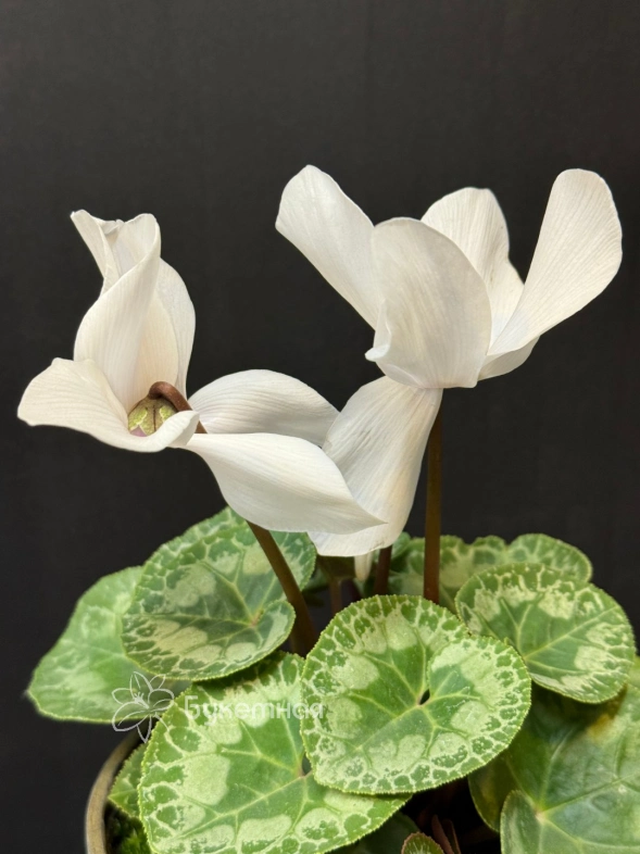 Цикламен Album