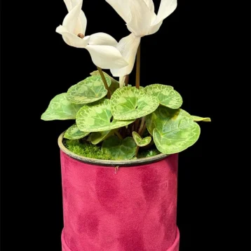 Цикламен Album