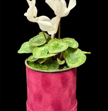 Цикламен Album