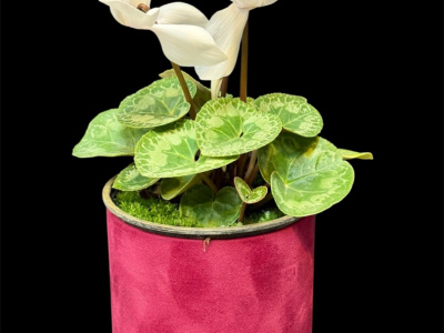 Цикламен Album