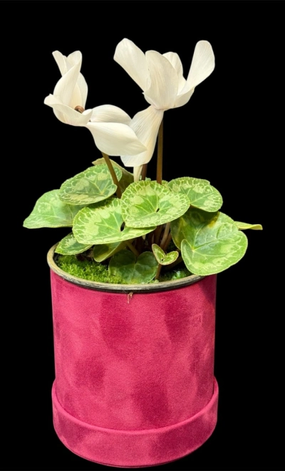 Цикламен Album