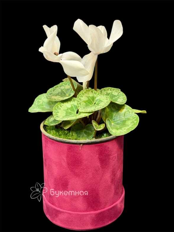 Цикламен Album