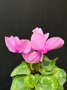 Цикламен персидский "Halios Curly" 1