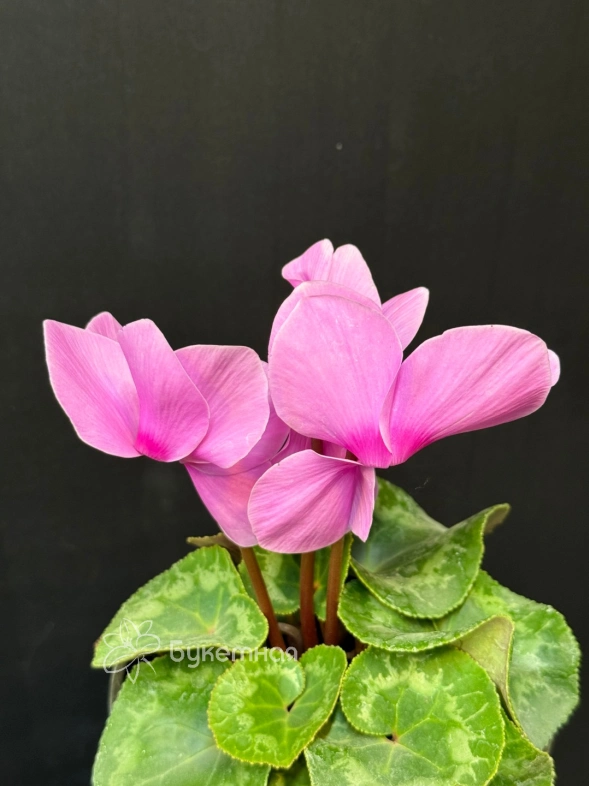 Цикламен персидский "Halios Curly"