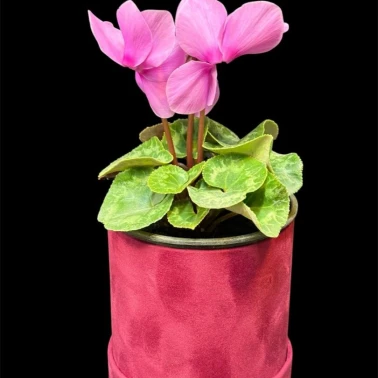 Цикламен персидский Halios Curly