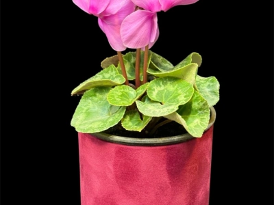 Цикламен персидский 