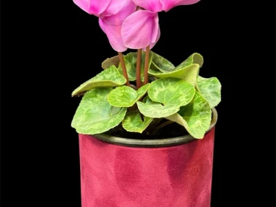 Цикламен персидский Halios Curly