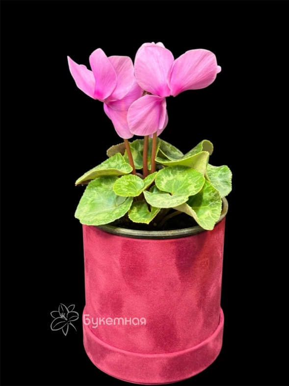 Цикламен персидский "Halios Curly"