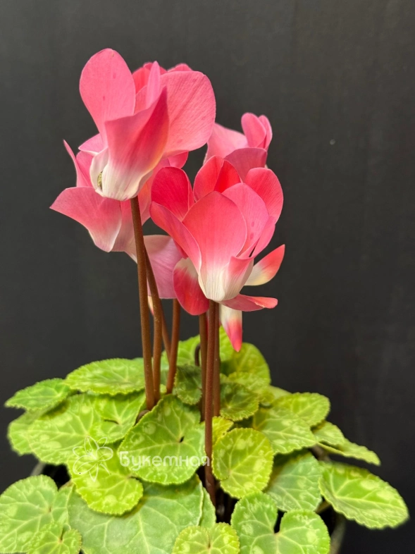 Цикламен персидский крупноцветковый "Halios"