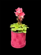 Цикламен персидский крупноцветковый "Halios" 0